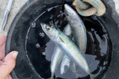 8D0081C5-2CCD-4981-B947-E494BC23BE86